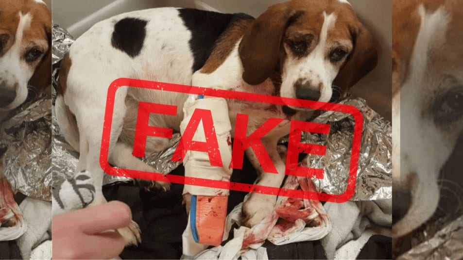 Escroquerie : attention, l’arnaque au chien renversé arrive sur les groupes facebook de la région Occitanie