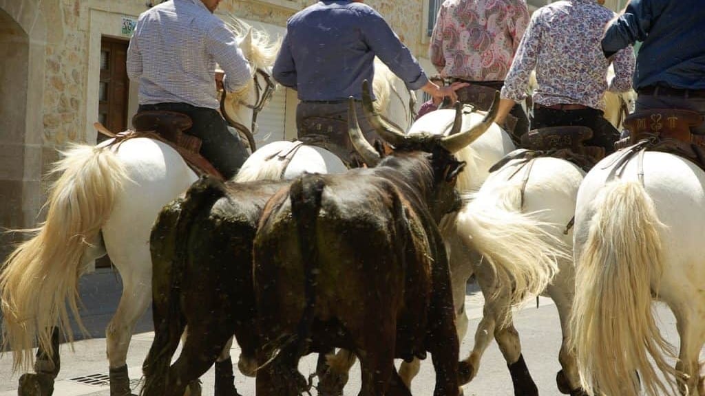 Gard : le programme du 25ème Festival du film taurin et camarguais ce week-end