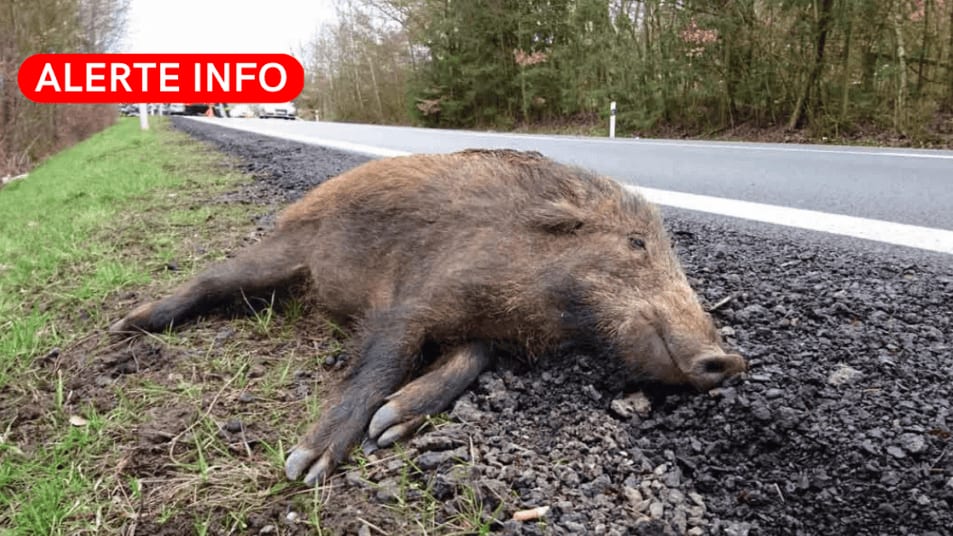 Hérault : fermeture de l’autoroute A750 en raison de la présence de sangliers