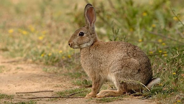 Hérault : Le lapin de garenne classé « espèce susceptible d’occasionner des dégâts »