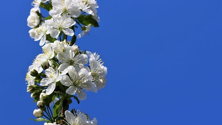 Météo : douceur remarquable ce week-end dans Languedoc, jusqu’à 25°C !