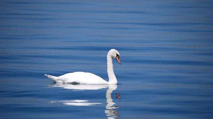 Grippe aviaire : un nouveau cas détecté sur un cygne dans le Gard à Saint-Gilles