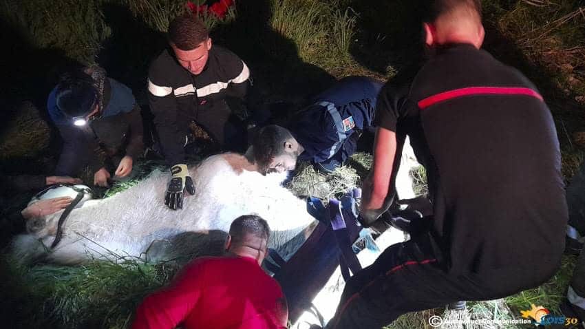 Gard : l’insolite sauvetage par les pompiers d’un cheval tombé dans une fosse septique
