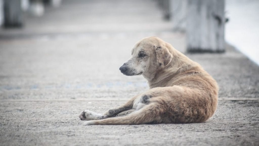 Gard : plusieurs chiens meurent empoisonnés au Canicross de Vauvert