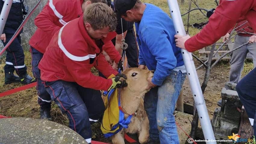 Insolite : sauvetage spectaculaire d’un veau par les pompiers du Gard