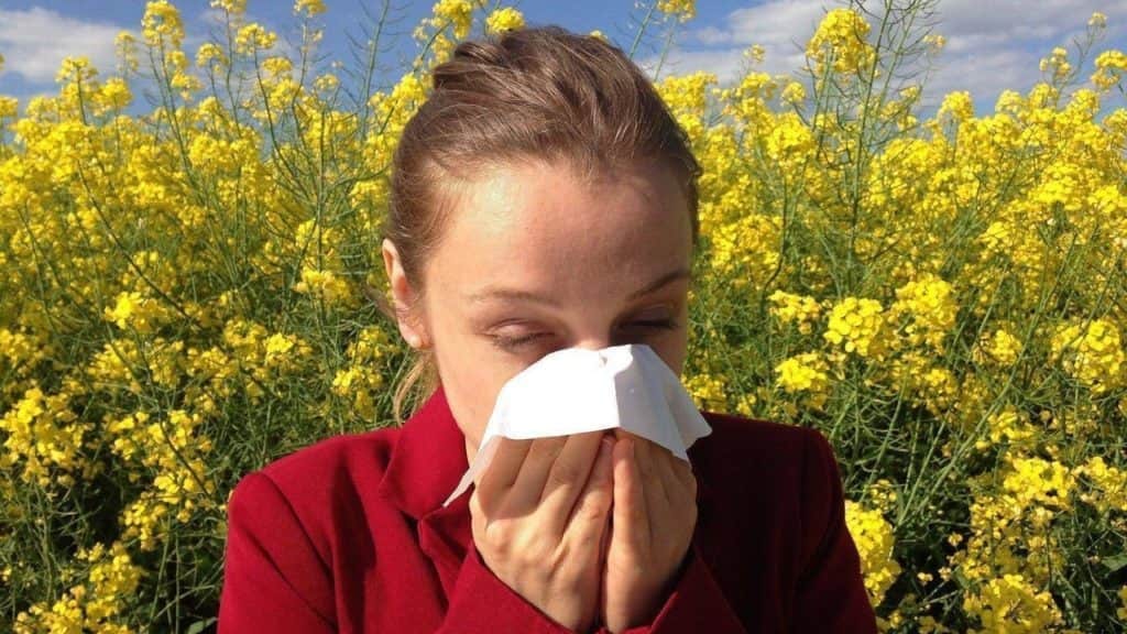 Occitanie : vigilance rouge aux risques d’allergies aux pollens