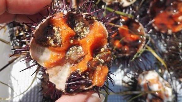 Sète : l’oursinade, l’événement gastronomique à ne pas manquer !