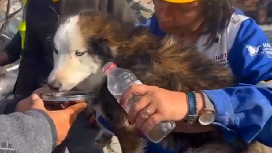 Turquie : un chien sauvé après avoir passé 23 jours dans les décombres du séisme