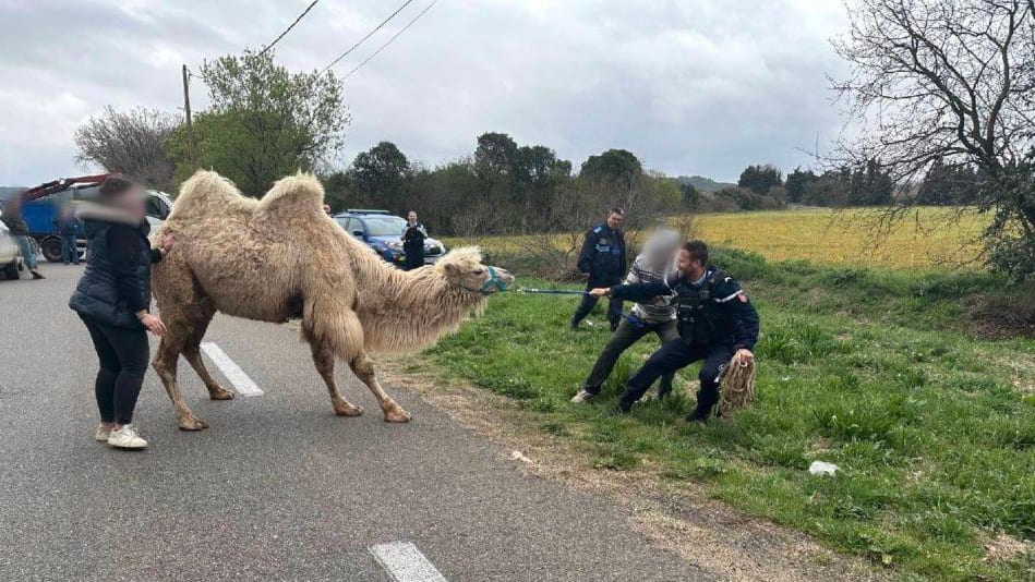Insolite : les Gendarmes du Gard viennent en aide à un chameau !