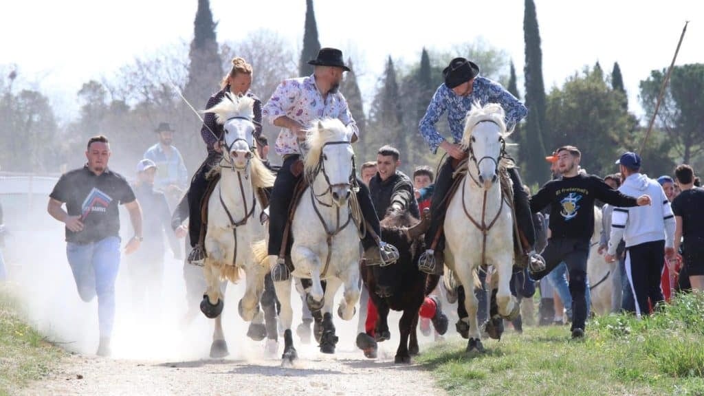 Gard : Saint-Gilles fête la bouvine ce week-end