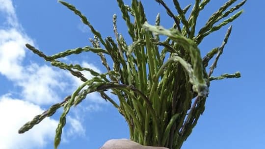 Nature : la saison des asperges sauvages est lancée en Occitanie !