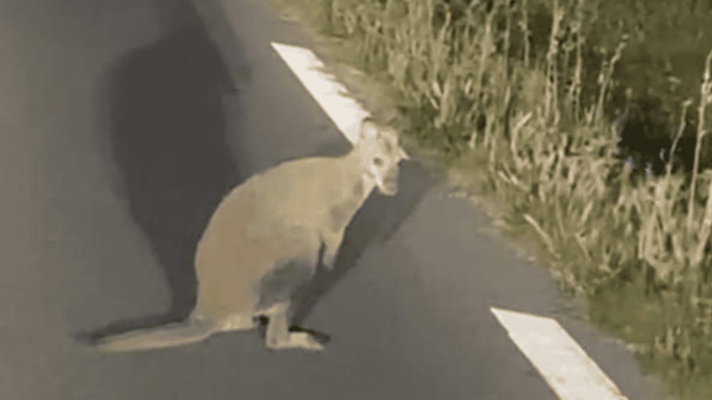 Dans le sud du Gard : un kangourou aperçu et photographié dans la région de Vauvert !
