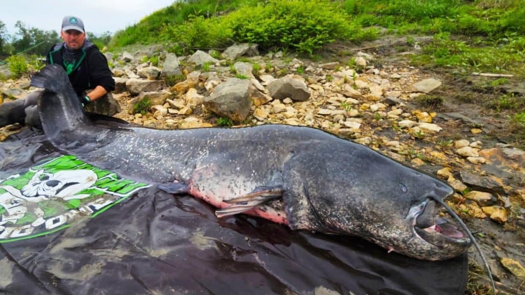 Gard : un silure de 2,70 mètres pêché et relâché dans le Rhône à Beaucaire