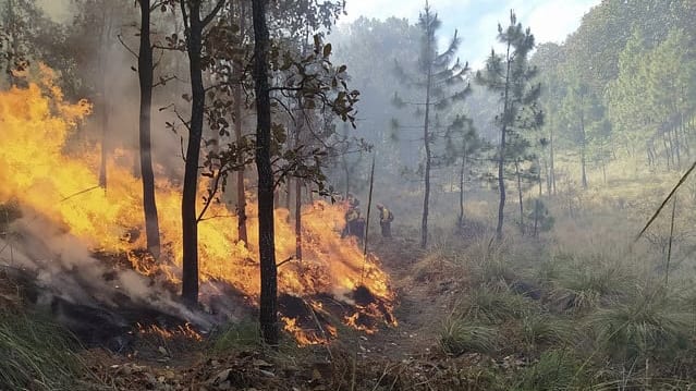 Gard : un incendie mobilise près de vingt pompiers en Cévennes