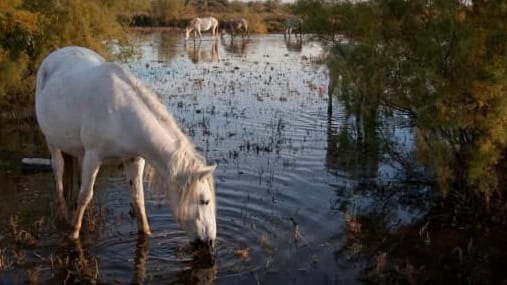 Le Comité International des Nouveaux Pays valide la création de la République de Camargue