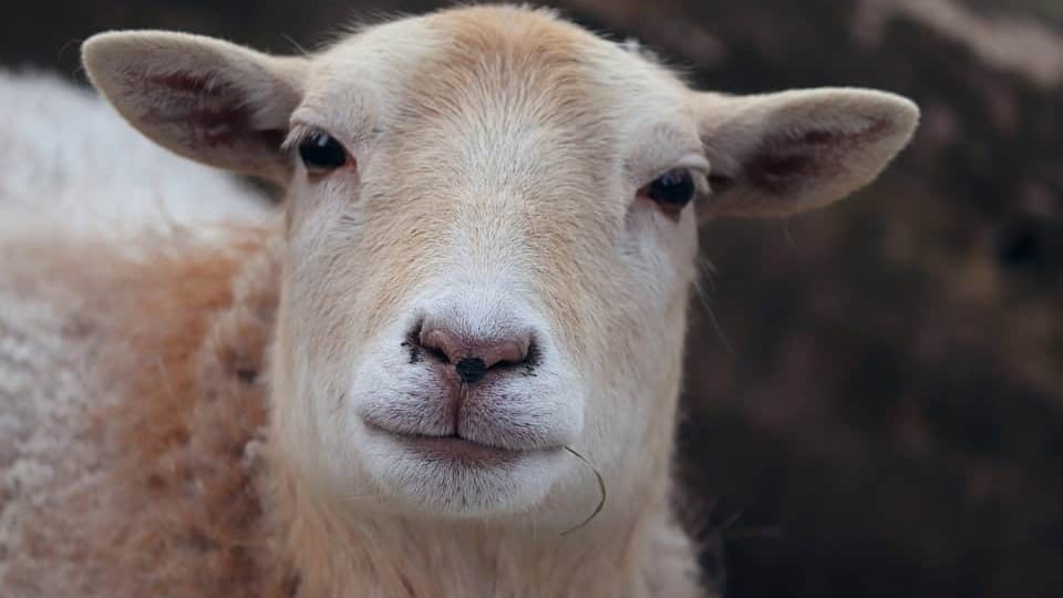 Hérault : des moutons en divagation signalés sur la RN 113 entre Lunel et Montpellier