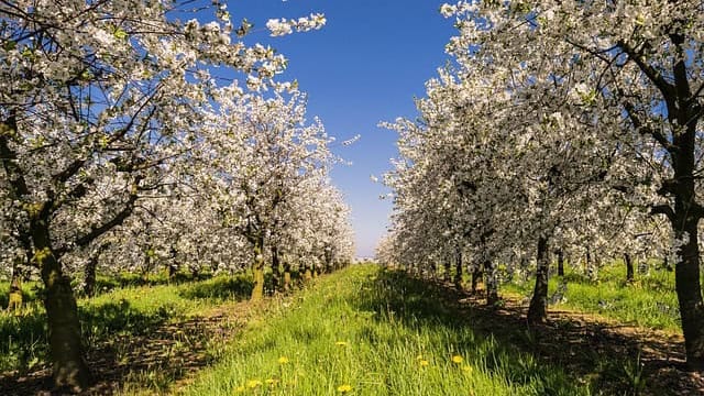 Hérault : de nombreuses communes reconnues en état de calamité agricole pour l’été 2022