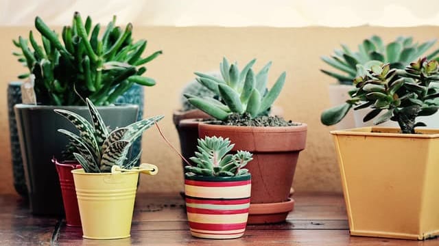 Gard : un grand marché aux plantes ce dimanche 16 avril à Clarensac