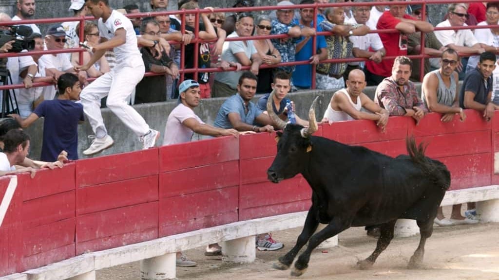 Gard : découvrez la course camarguaise de l’intérieur cet été en Terre d’Argence !