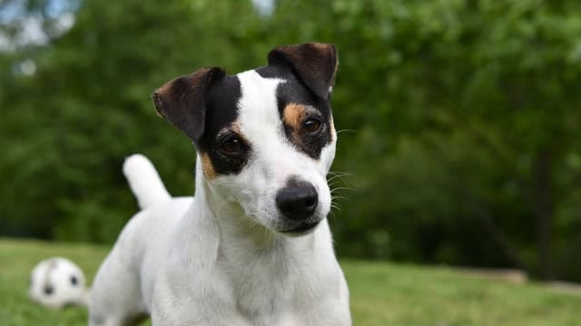 Montpellier : un chien battu à mort, à coups de pied, par trois jeunes hommes