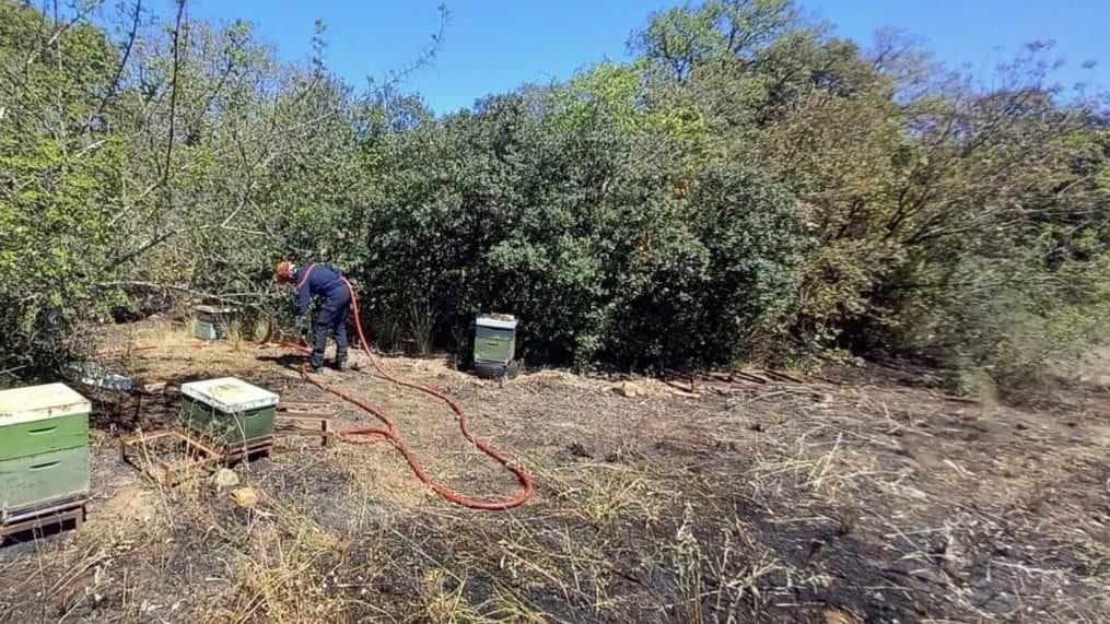 Hérault : grâce à l’intervention des pompiers, des milliers d’abeilles et des ruches épargnées par le feu