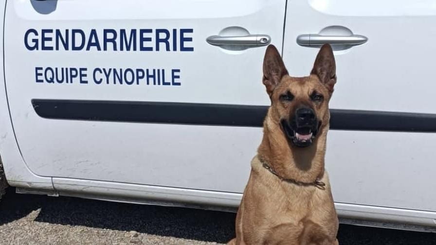 Gard : pour sa première mission, Sky, le chien de la Gendarmerie, retrouve une personne égarée