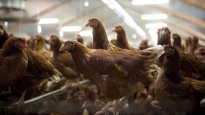 Hérault : des nouveaux cas d’influenza aviaire détectés dans tout le département