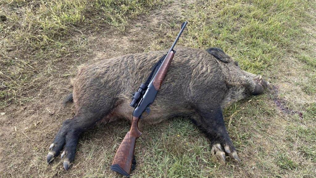 Hérault : ouverture anticipée de la chasse aux sangliers