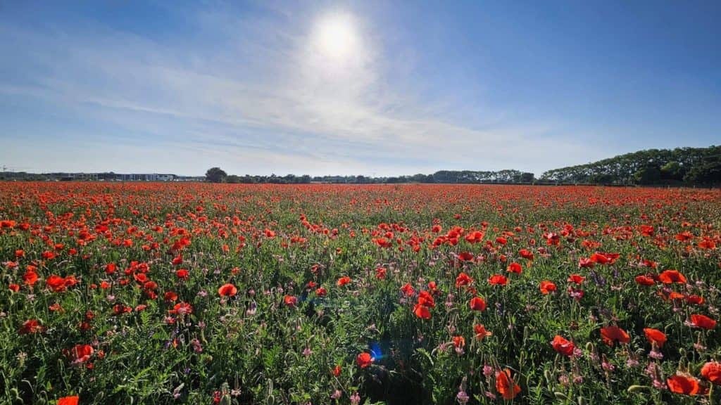 Printemps : c’est la saison pour les magnifiques champs de coquelicots !