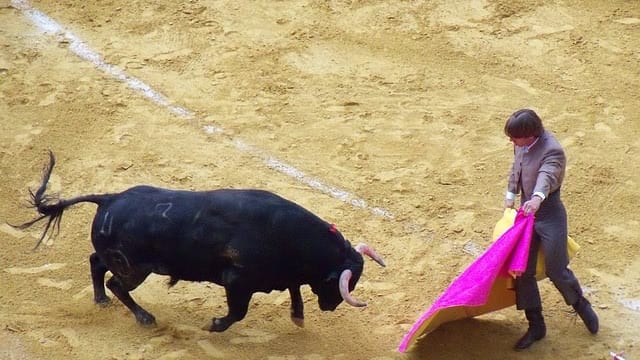 Pérols : le tribunal suspend la délibération autorisant la corrida en Juillet