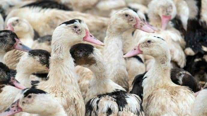 Influenza aviaire en Occitanie : Mise en place d’une zone de contrôle temporaire à Aigues-Mortes