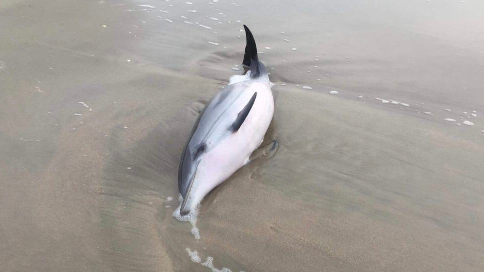 Hérault : le bébé dauphin sauvé ce matin à Sète retrouvé mort sur une plage
