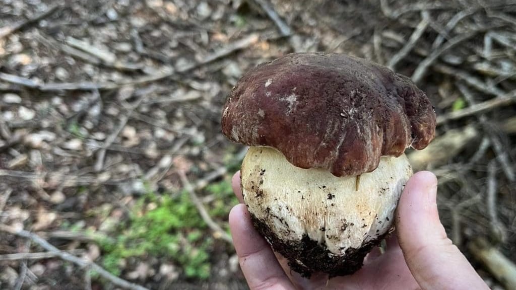 Gard/Lozère : les premiers cèpes sont de sortie !