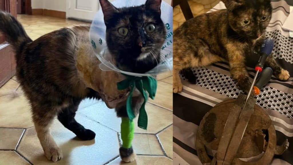 Gard : Un chat miraculé, sauvé d’un piège à mâchoire