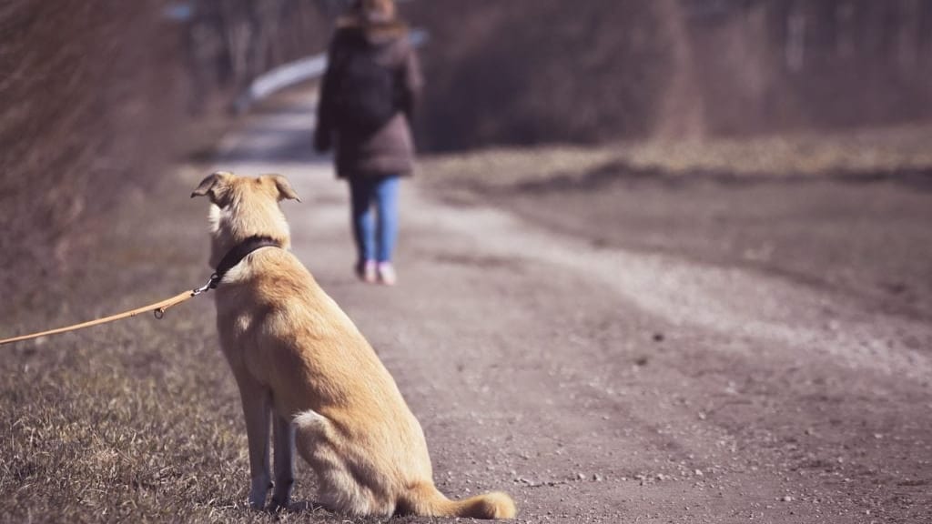 Journée Mondiale contre l’abandon des animaux : sensibiliser et agir