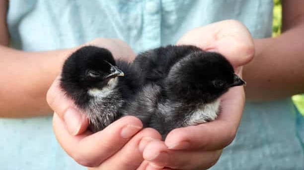 Occitanie : La Ligue pour la Protection des Oiseaux a besoin de bénévoles !