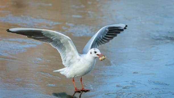 Gard : De nombreux cas de « grippe aviaire » détectés