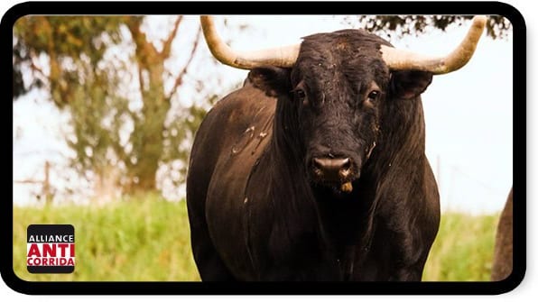 Corrida : découvrez le nouveau clip de l’Alliance Anticorrida diffusé à la télévision