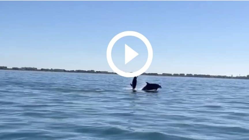 Gard : de magnifiques dauphins filmés au Grau-du-Roi ce jeudi !