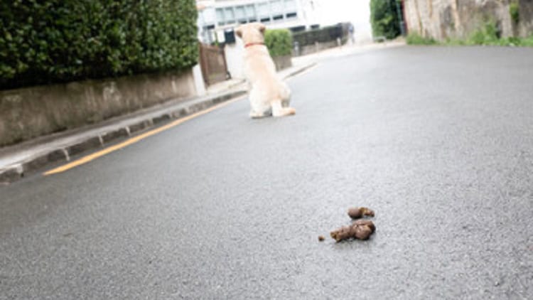 Hérault : la ville de Béziers en lutte contre les déjections canines dans les rues