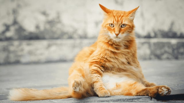 Gard : un individu jette le chat de son voisin depuis le 3ème étage