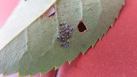 Occitanie : détection d’un insecte ravageur dans le Gard et l’Hérault, l’aleurode épineux du citronnier