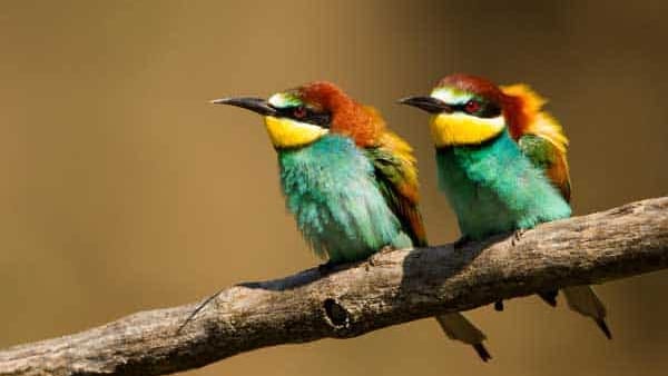 Gard : une exposition « Mon Gard en plume » dédiée aux oiseaux à Uzès, à découvrir tout l’été