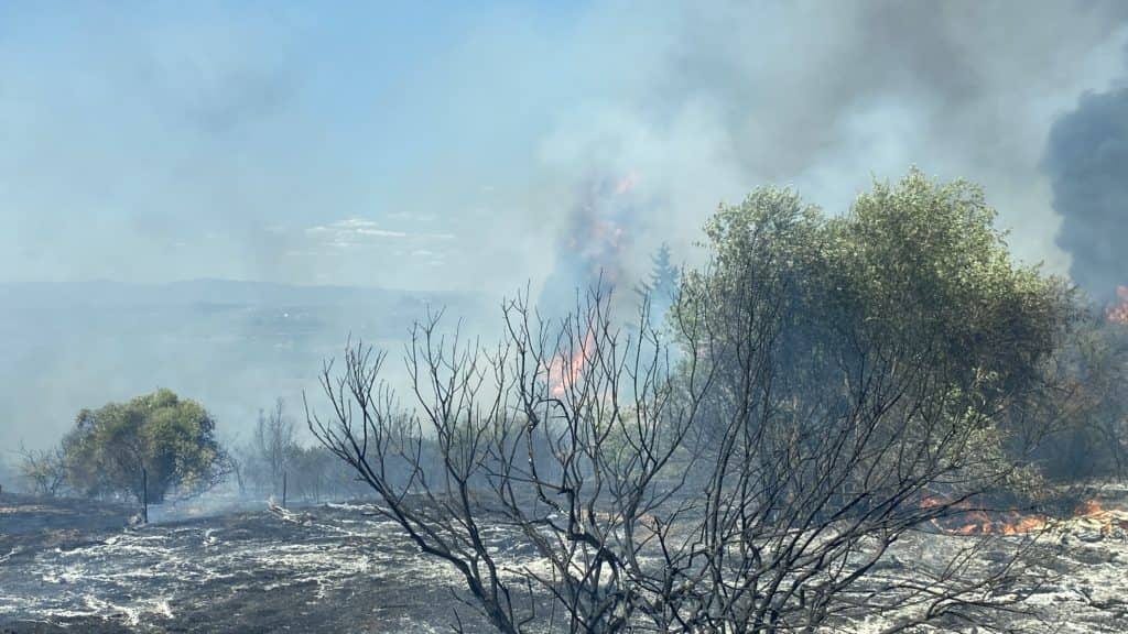 Aimargues : un feu de végétation menace des animaux, les pompiers rapidement déployés
