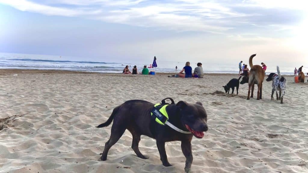 La Grande Motte : les animaux sont acceptés sur une partie de la plage du Grand Travers