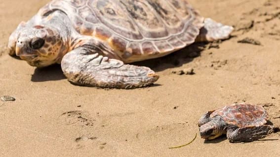 Méditerranée : une tortue caouanne est arrivée pour pondre des œufs sur une plage de l’Hérault