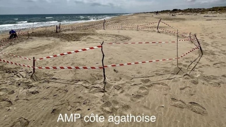 Hérault : de nouvelles pontes de tortues observées sur la plage du Lido à Sète