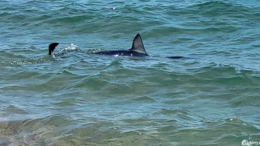 Méditerranée : appel à la prudence de la préfecture de l’Aude concernant la présence de requins