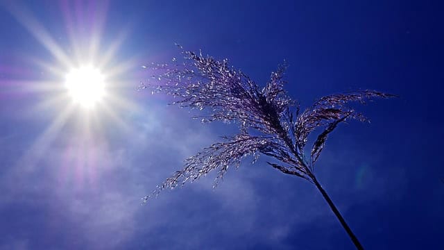 Météo : journée caniculaire ce lundi, jusqu’à 40°C à l’ombre en région
