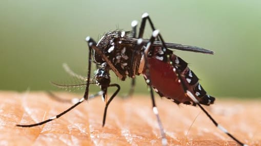 Moustique-tigre : des bons gestes à adopter pour limiter les nuisances